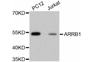 Western blot analysis of extracts of various cell lines, using ARRB1 antibody (ABIN5996907). (beta Arrestin 1 antibody)