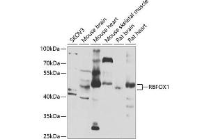Western blot analysis of extracts of various cell lines, using RBFOX1 antibody (ABIN6130888, ABIN6146754, ABIN6146755 and ABIN6223777) at 1:1000 dilution. (A2BP1 antibody  (AA 1-130))