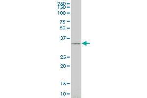 SIX3 monoclonal antibody (M02), clone 3F1 Western Blot analysis of SIX3 expression in 293 . (SIX3 antibody  (AA 273-332))