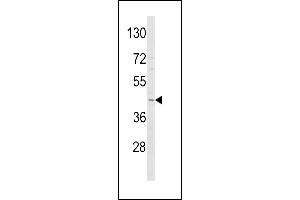 Western blot analysis of ADIPOR1 Antibody (C-term) (ABIN652574 and ABIN2842386) in Y79 cell line lysates (35 μg/lane). (Adiponectin Receptor 1 antibody  (C-Term))