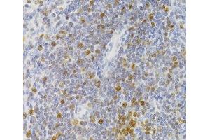 Immunohistochemistry of paraffin-embedded Rat spleen using NASP Polyclonal Antibody at dilution of 1:100 (40x lens). (NASP antibody)