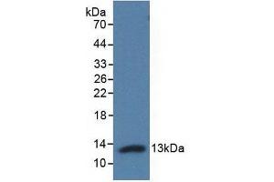 Detection of Recombinant Adropin, Human using Polyclonal Antibody to Adropin (AD) (ENHO antibody  (AA 34-76))
