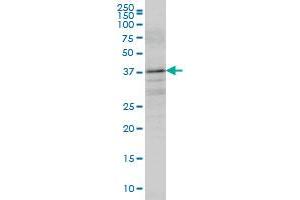 BOLL antibody  (AA 185-283)