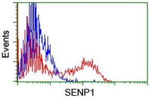 Image no. 2 for anti-SUMO1/sentrin Specific Peptidase 1 (SENP1) (AA 221-460) antibody (ABIN1491227) (SENP1 antibody  (AA 221-460))