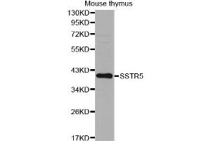 Western Blotting (WB) image for anti-Somatostatin Receptor 5 (SSTR5) antibody (ABIN1874955)
