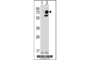 Western blot analysis of ITPKB using rabbit polyclonal ITPKB Antibody (R38) using 293 cell lysates (2 ug/lane) either nontransfected (Lane 1) or transiently transfected (Lane 2) with the ITPKB gene. (ITPKB antibody  (N-Term))