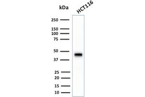 Western Blot Analysis of human HCT116 cell lysate using CK18 Rabbit Recombinant Monoclonal Antibody (KRT18/2808R).