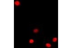 Immunofluorescent analysis of Dnmt3L staining in A549 cells. (DNMT3L antibody)