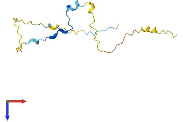 KIAA0101 Protein (AA 1-110) (His tag)