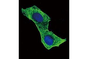 Confocal immunofluorescent analysis of ACTB Antibody (ABIN658990 and ABIN2838035) with Hela cell followed by Alexa Fluor® 488-conjugated goat anti-mouse lgG (green). (beta Actin antibody)