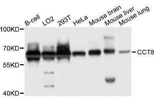 Western blot analysis of extract of various cells, using CCT8 antibody. (CCT8 antibody)
