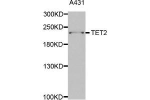 Western Blotting (WB) image for anti-Tet Methylcytosine Dioxygenase 2 (TET2) antibody (ABIN1876883) (TET2 antibody)