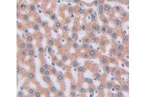 #VALUE! (VNN1 antibody  (AA 22-328))