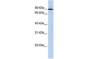 Western Blotting (WB) image for anti-Chromosome 10 Open Reading Frame 2 (C10ORF2) antibody (ABIN2458245)