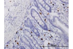 Immunoperoxidase of monoclonal antibody to ALOX15 on formalin-fixed paraffin-embedded human small Intestine. (ALOX15 antibody  (AA 1-662))