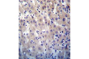 HPRT1 Antibody immunohistochemistry analysis in formalin fixed and paraffin embedded human liver tissue followed by peroxidase conjugation of the secondary antibody and DAB staining. (HPRT1 antibody  (N-Term))
