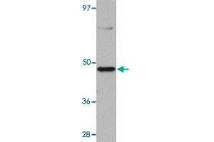 Western blot analysis of mouse heart tissue with TMEM184C polyclonal antibody  at 1 ug/mL dilution. (TMEM184C antibody  (C-Term))