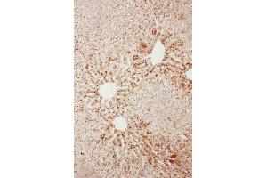 Anti-Serum Amyloid P Picoband antibody,  IHC(P): Rat Liver Tissue
