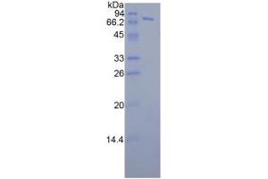 SDS-PAGE analysis of Human FKBP5 Protein.