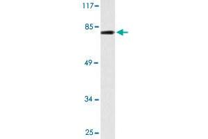 Western blot analysis of HeLa cell lysate with BACH1 polyclonal antibody .