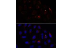 Immunofluorescence analysis of U-2 OS cells using CHP1 antibody (ABIN7266008) at dilution of 1:100. (CHP antibody  (AA 1-195))