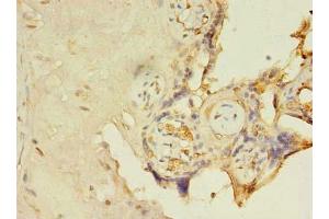 Immunohistochemistry of paraffin-embedded human placenta tissue using ABIN7156199 at dilution of 1:100 (C14orf174 antibody  (AA 81-356))