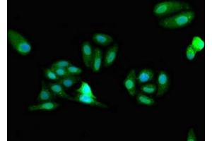 Immunofluorescent analysis of HepG2 cells using ABIN7163076 at dilution of 1:100 and Alexa Fluor 488-congugated AffiniPure Goat Anti-Rabbit IgG(H+L) (FARSB antibody  (AA 1-299))