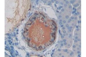 Immunohistochemistry (IHC) image for anti-Endothelin 1 (EDN1) (AA 33-202) antibody (ABIN7429730)