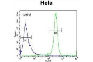 Flow cytometric analysis of Hela cells using RAB6IP1 / DENND5A Antibody (Center) Cat. (DENND5A antibody  (Middle Region))