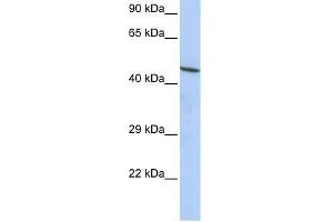 CCDC16 antibody used at 1. (CCDC16 antibody  (N-Term))