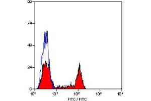 ABIN182019 (RAT ANTI CANINE CD4:FITC) staining of canine peripheral blood lymphocytes. (CD4 antibody  (FITC))