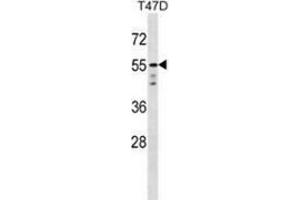 Western blot analysis in T47D cell line lysates (35ug/lane) using AKT1 / PKB  Antibody (C-term).