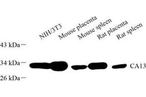 CA13 antibody