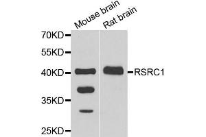 Western blot analysis of extracts of mouse brain and rat brain cell lines, using RSRC1 antibody.
