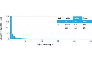 Analysis of Protein Array containing more than 19,000 full-length human proteins using GCDFP-15 (PIP) Mouse Monoclonal Antibody (PIP/1571) Z- and S- Score: The Z-score represents the strength of a signal that a monoclonal antibody (MAb) (in combination with a fluorescently-tagged anti-IgG secondary antibody) produces when binding to a particular protein on the HuProtTM array. (PIP antibody  (AA 41-146))