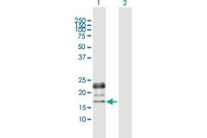 Western Blot analysis of PGF expression in transfected 293T cell line by PGF MaxPab polyclonal antibody. (PLGF antibody  (AA 1-170))