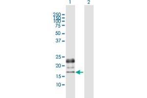 Western Blot analysis of PGF expression in transfected 293T cell line by PGF MaxPab polyclonal antibody.