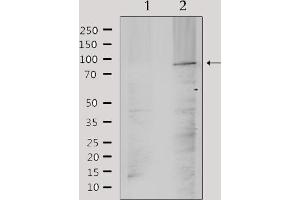 Western blot analysis of extracts from mouse brain, using TM16J Antibody. (ANO9 antibody  (Internal Region))