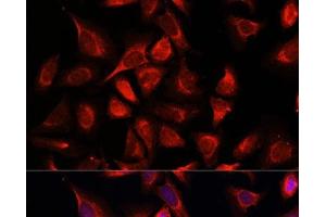 Immunofluorescence analysis of C6 cells using NDUFA4L2 Polyclonal Antibody at dilution of 1:100. (NDUFA4L2 antibody)