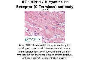 Image no. 1 for anti-Histamine Receptor H1 (HRH1) (C-Term) antibody (ABIN1735571) (HRH1 antibody  (C-Term))