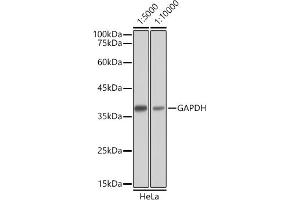 Western blot analysis of extracts of HeLa cells, using GAPDH antibody as the primary antibody. (Goat anti-Mouse IgG Antibody (HRP))