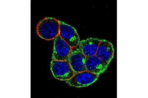 Confocal immunofluorescent analysis of CCND1- Antibody (ABIN651507 and ABIN2840269) with Hela cell followed by Alexa Fluor 488-conjugated goat anti-rabbit lgG (green). (Cyclin D1 antibody  (AA 203-238))