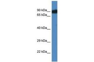 Image no. 1 for anti-SCY1-Like 3 (SCYL3) (AA 503-552) antibody (ABIN6746533)