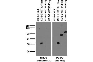 Transfected cell immunoblot: extracts of COS cells transiently transfected with untagged Kv2.