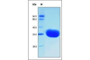SDS-PAGE (SDS) image for HEK-293 Cells IgG1 isotype control (ABIN2181271)