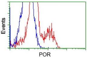 Image no. 2 for anti-P450 (Cytochrome) Oxidoreductase (POR) antibody (ABIN1497744) (POR antibody)