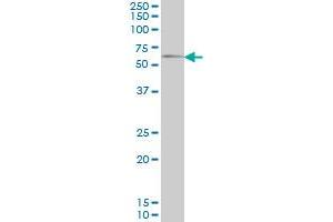 GGT1 antibody  (AA 381-470)