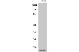 Western Blot analysis of various cells using MIF Polyclonal Antibody diluted at 1:500.