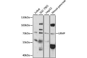 Western blot analysis of extracts of various cell lines, using LRMP antibody (ABIN6292176) at 1:1000 dilution. (LRMP antibody)