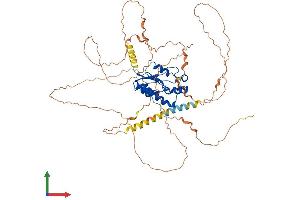 AlphaFold protein structure predicition of Mouse Recombinant N4bp2l2 Protein, UniprotID Q8JZS6